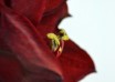 hippeastrum Benfica ® (3)